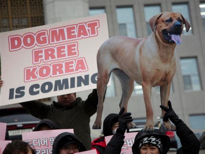 What dogs are banned in Korea?