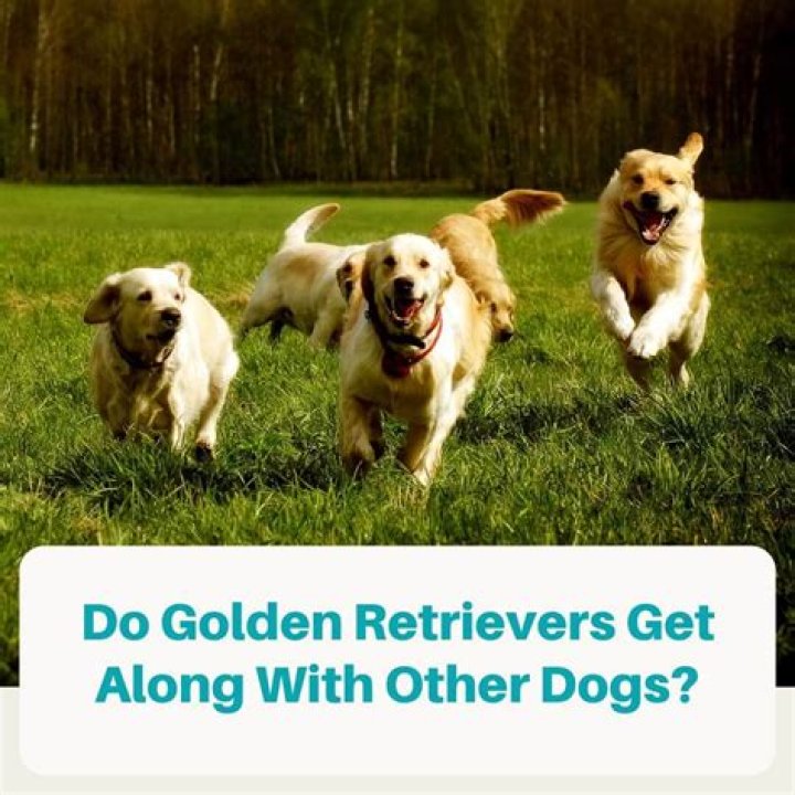 What dogs get along best with other dogs?