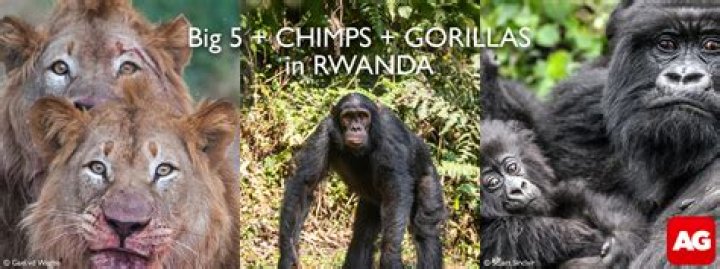 What dogs look like gorillas?