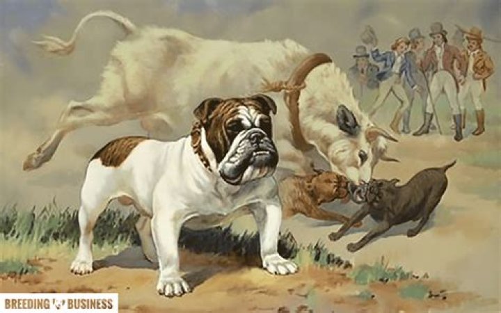 What dogs were used for bull baiting?