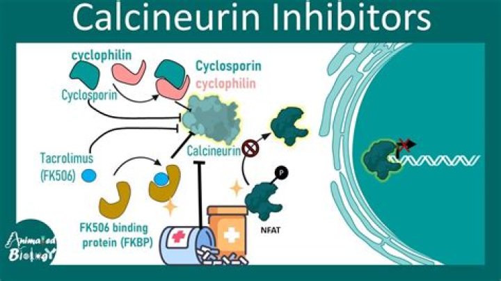 What drugs are calcineurin inhibitors?
