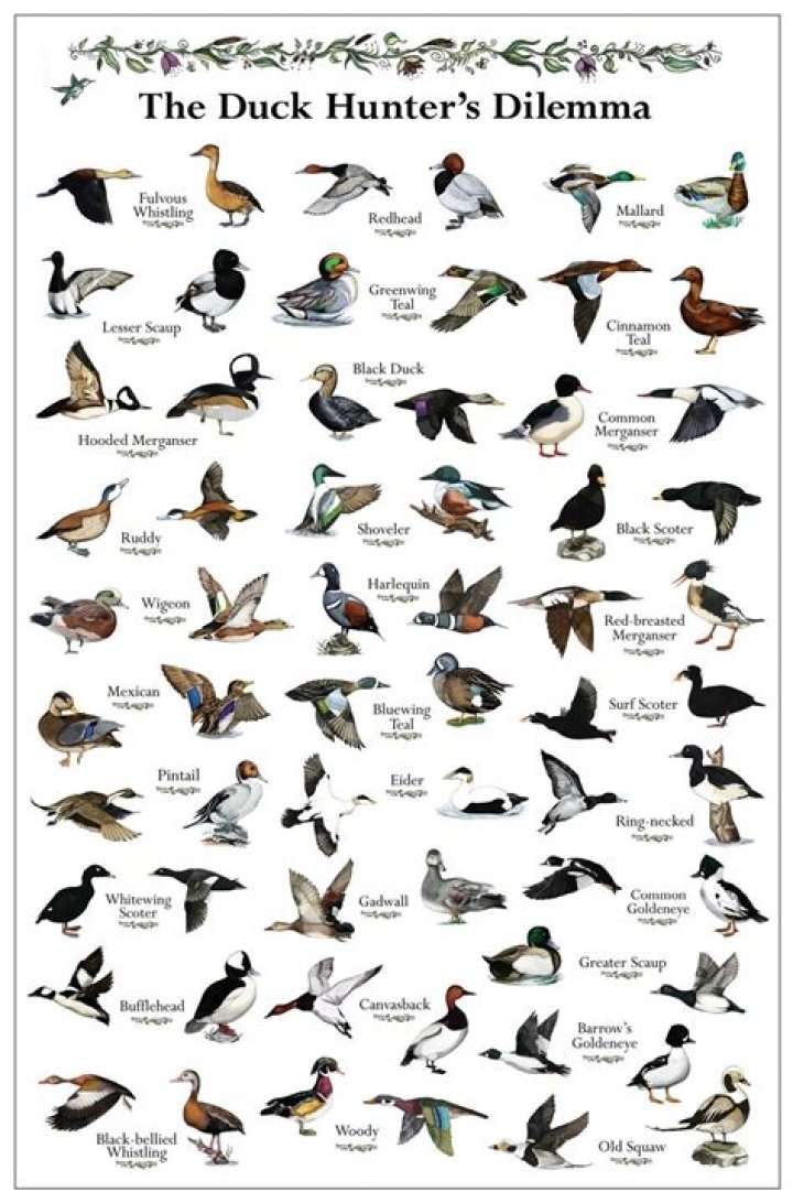 What ducks are hunted in Florida?