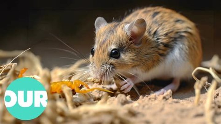What eats a grasshopper mouse?