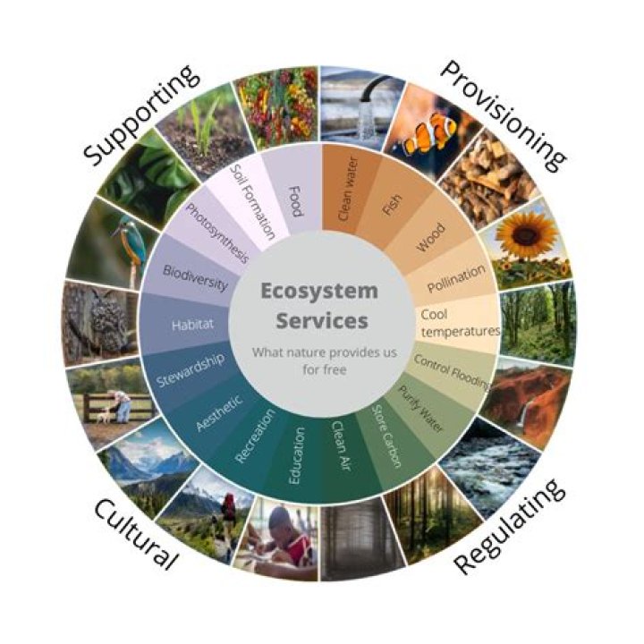 What ecosystem services do birds provide?