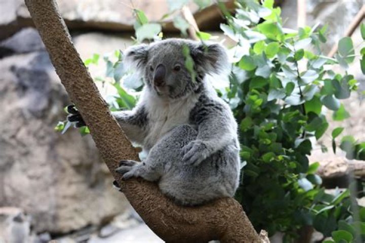 What endangered animals are at Edinburgh Zoo?