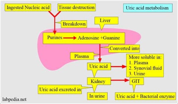What enzymes break down uric acid?