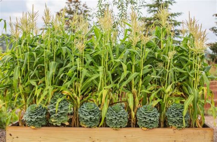 What equipment do I need to plant corn?
