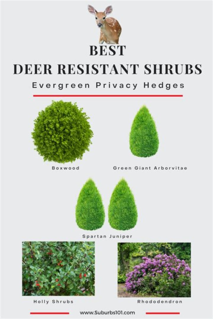 What evergreens do deer not eat?