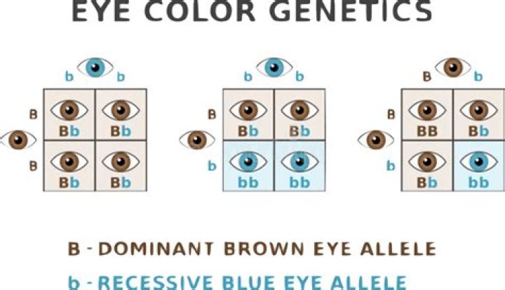 What eye colors are dominant and recessive?