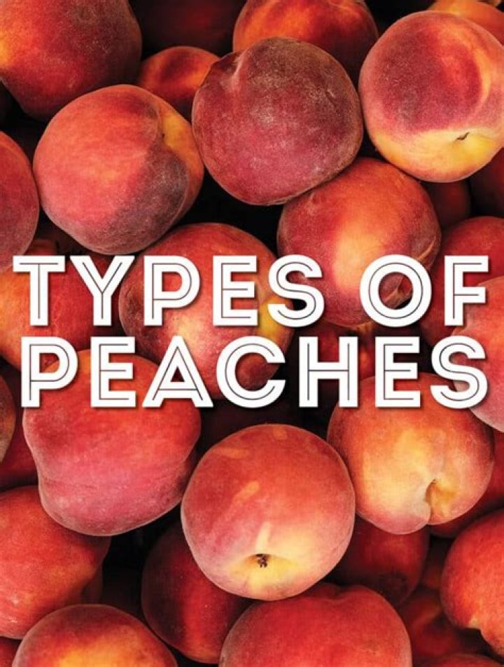 What family are peaches in?