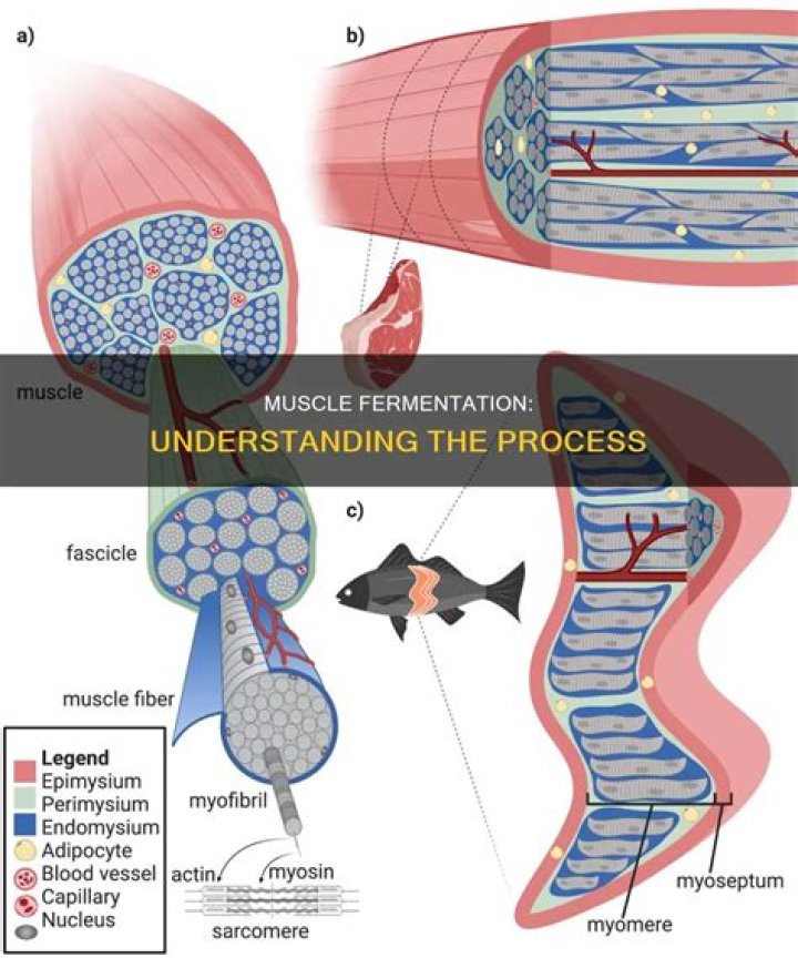 What fermentation occurs in muscle cells?