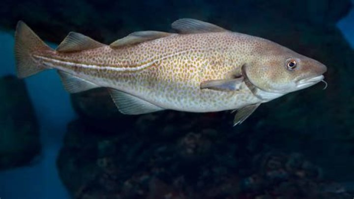 What fish are in the Port River?