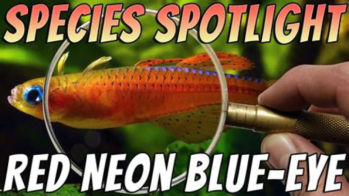 What fish has red eyes?