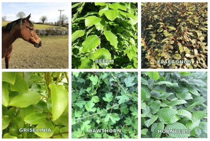 What flowering trees are safe for horses?