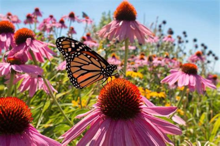 What flowers go in a butterfly garden?