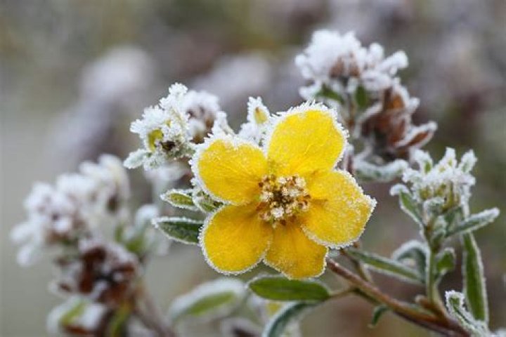 What flowers grow in the Alps?