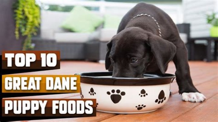 What food is best for Great Dane puppies?