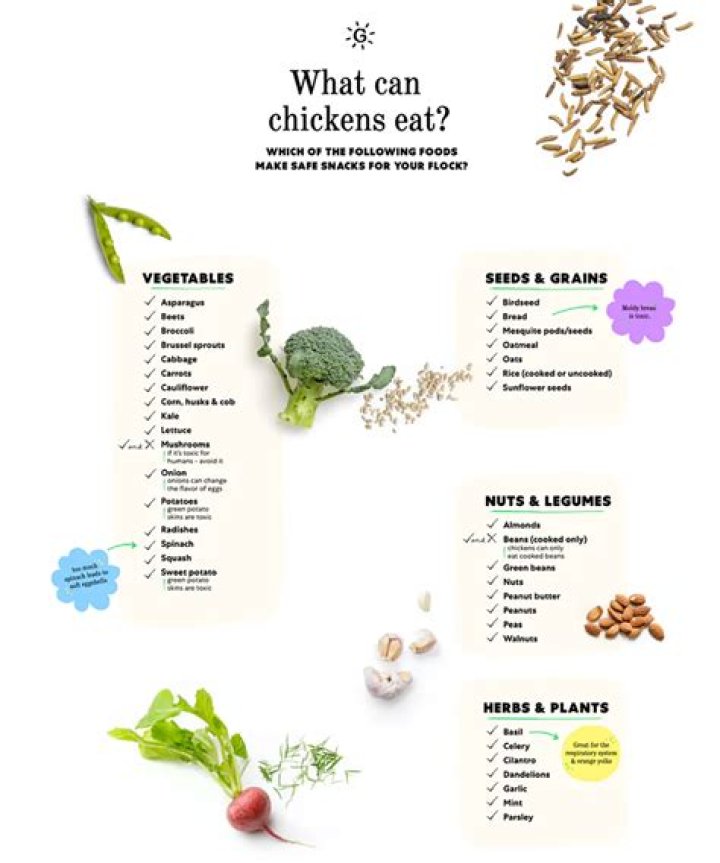 What foods do chickens like?
