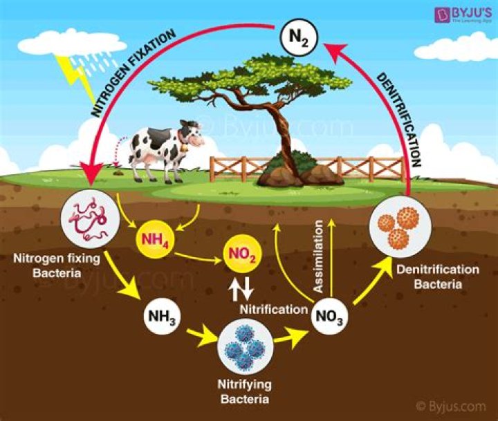 What form of nitrogen is used by animals?