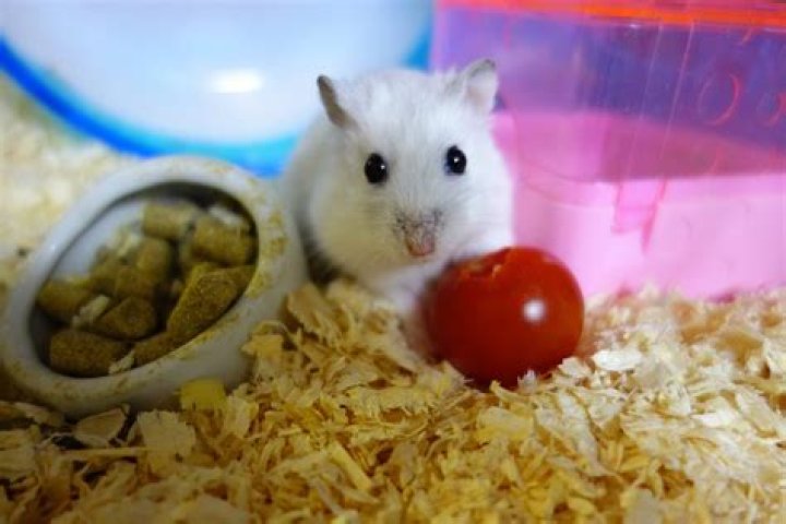 What fresh food can dwarf hamsters eat?