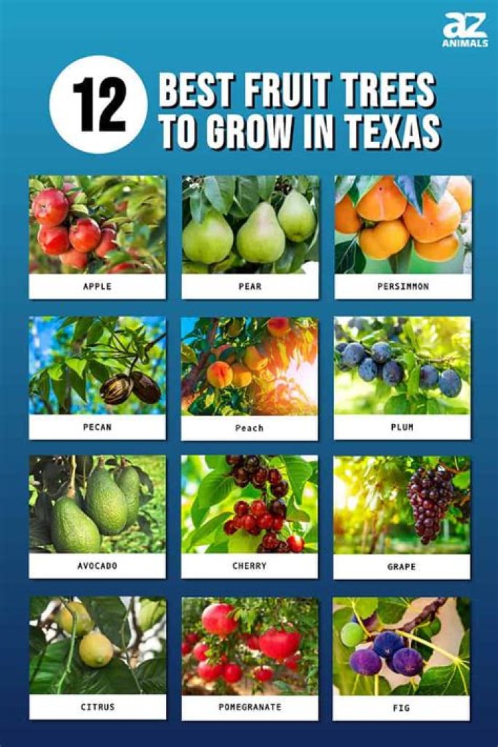 What fruit trees are native to Central Texas?
