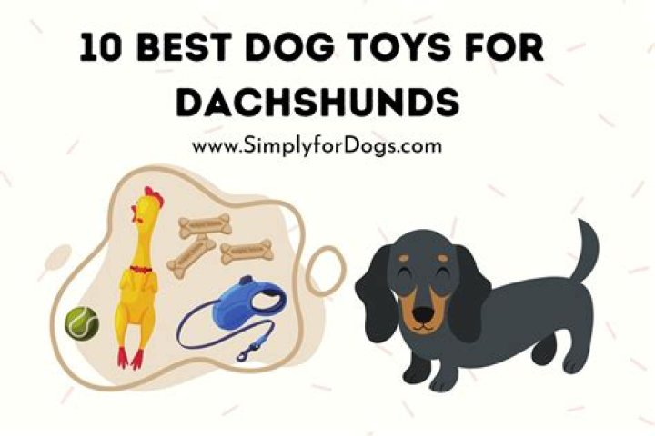 What games do dachshunds like to play?