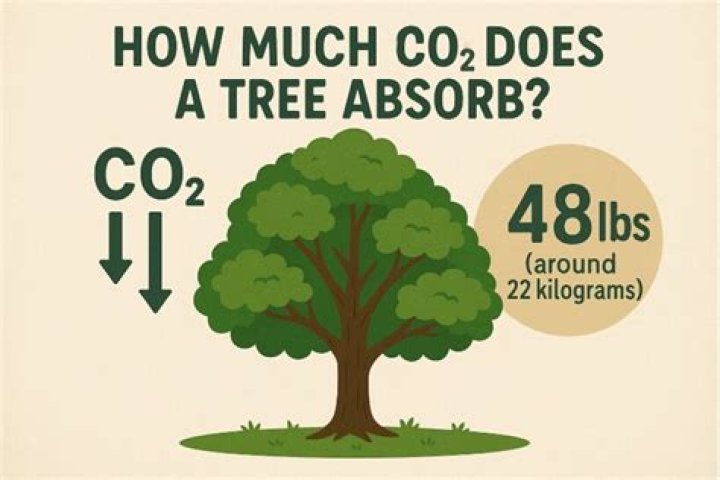 What gases do trees absorb?