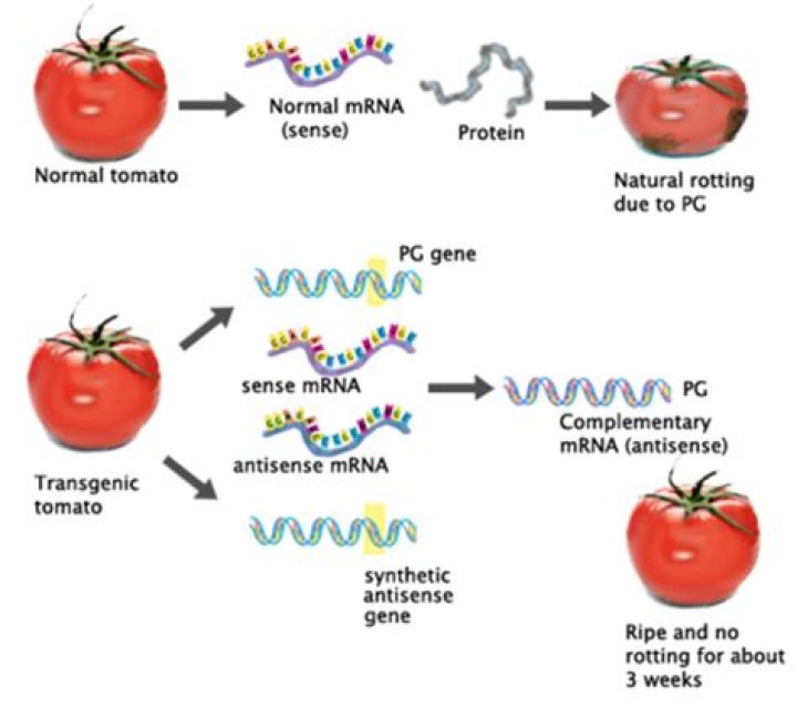 What genetic modification has been used on tomatoes?