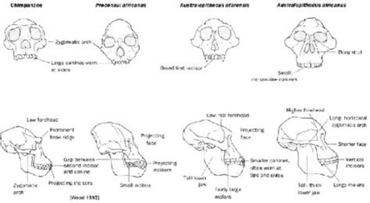 What genus name is given to species of gracile australopithecines?