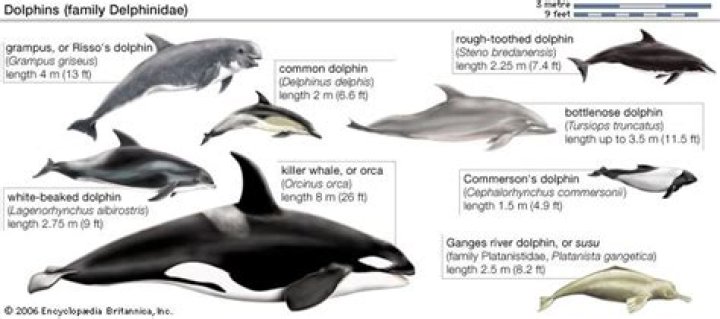 What group does dolphin belong to?
