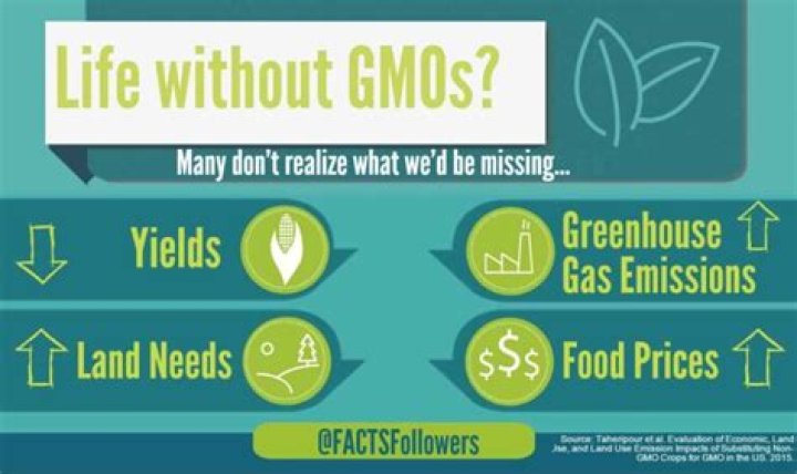 What groups are against GMOs?