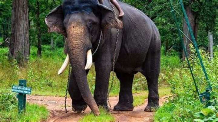 What happened in Kerala with elephant?