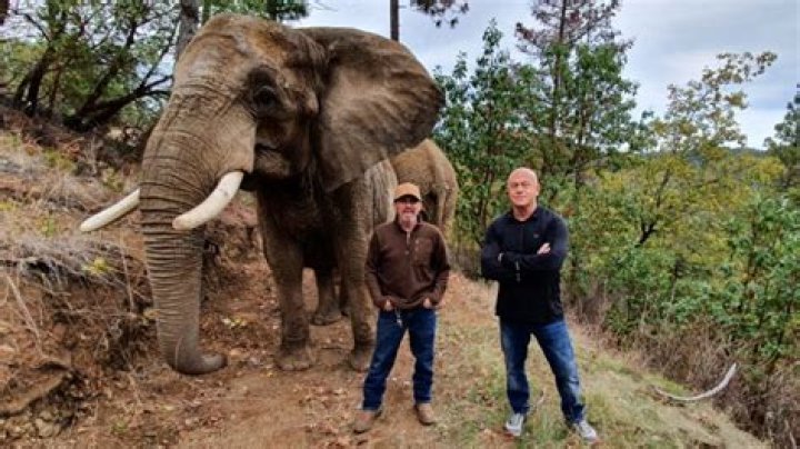 What happened to the animals at Neverland Ranch?