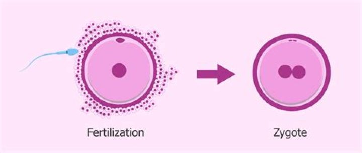What happens after the zygote develops into a larger organism?