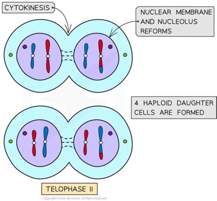 What happens at the end of telophase II?