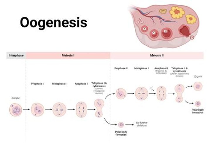 What happens during oogenesis in humans?