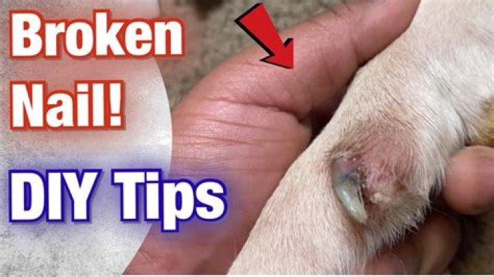 What happens if a dog's toenail falls off?
