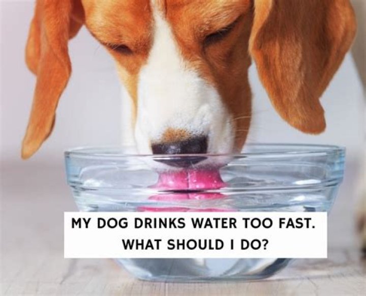 What happens if a dog drinks too fast?