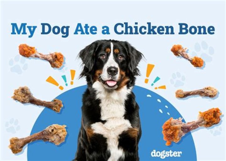 What happens if my dog eats a chicken drumstick?