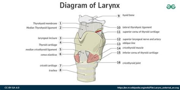 What happens if you break your larynx?