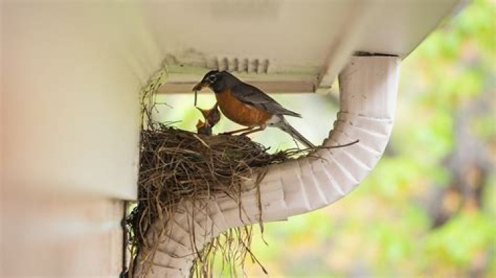 What happens if you remove a birds nest?