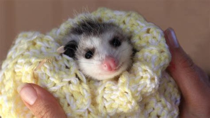 What happens if you touch a baby possum?