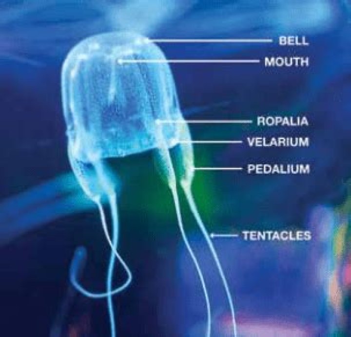 What happens if you touch a box jellyfish?