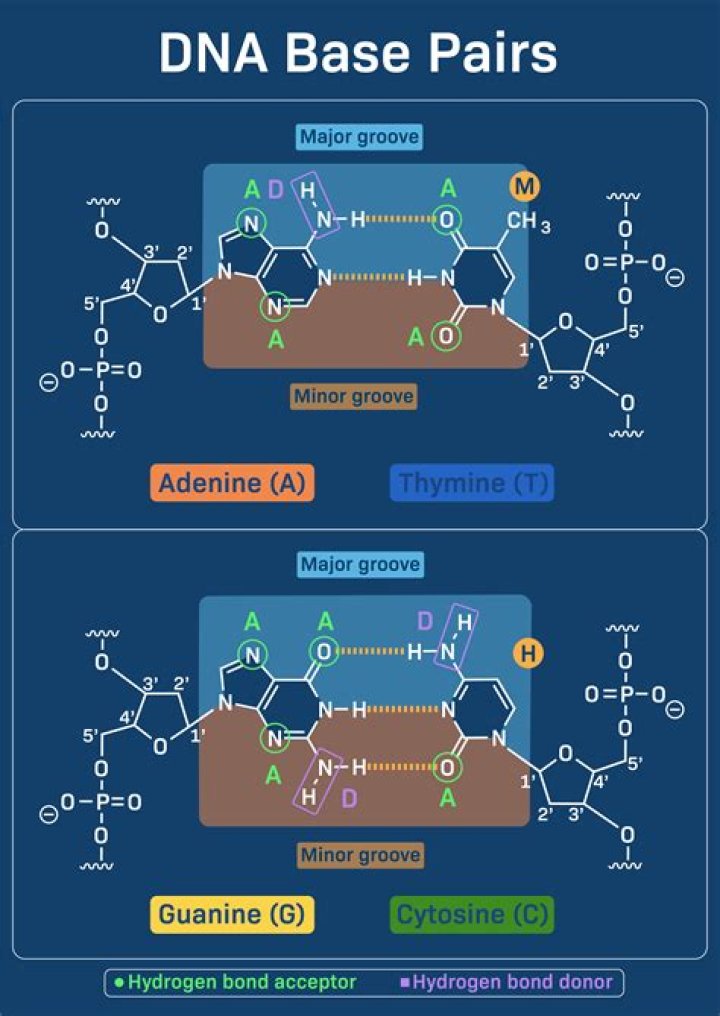 What happens in base pairing?