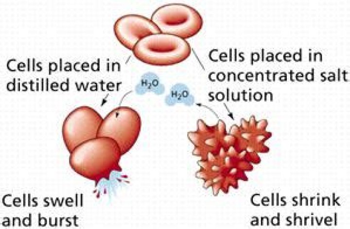 What happens to an animal cell when placed in distilled water?