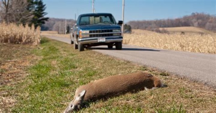 What happens to roadkill after it dies?