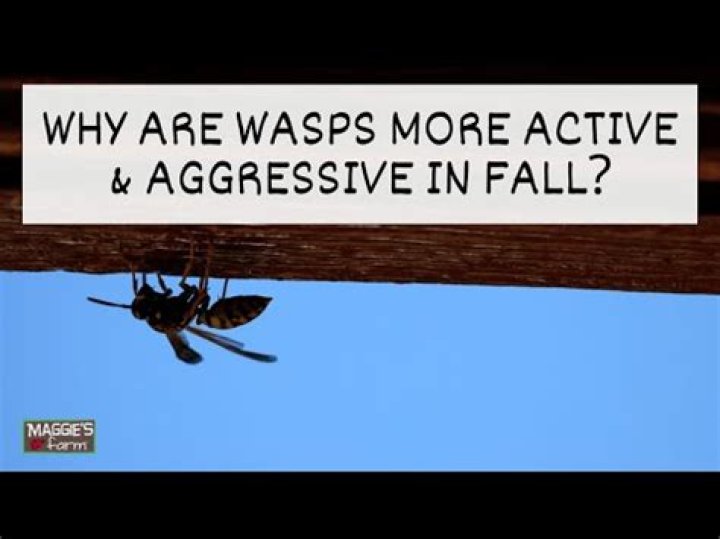 What happens to Wasps in the fall?