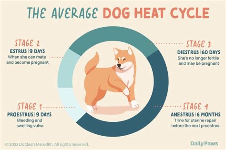What happens when a female dog goes into heat?