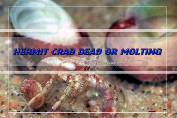 What happens when a hermit crabs legs fall off?