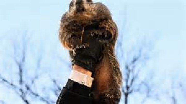 What happens when groundhog sees shadow?